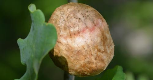 Biorhiza pallida